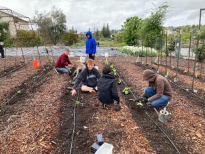 People planting in a garden